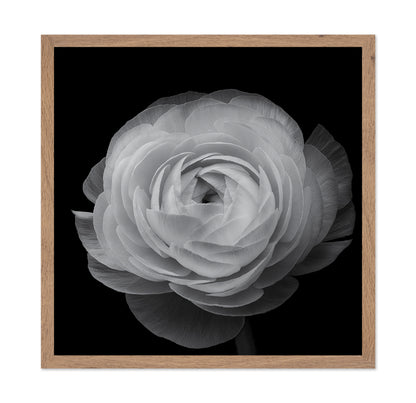 Ranunculus Black and White