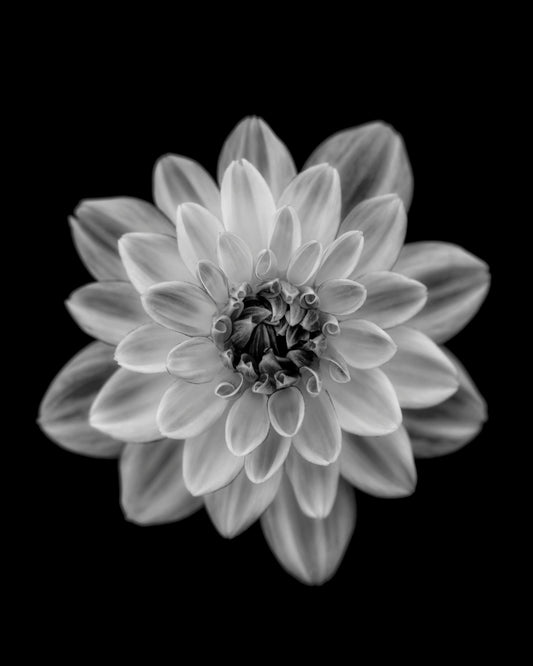 Dahlia No 1