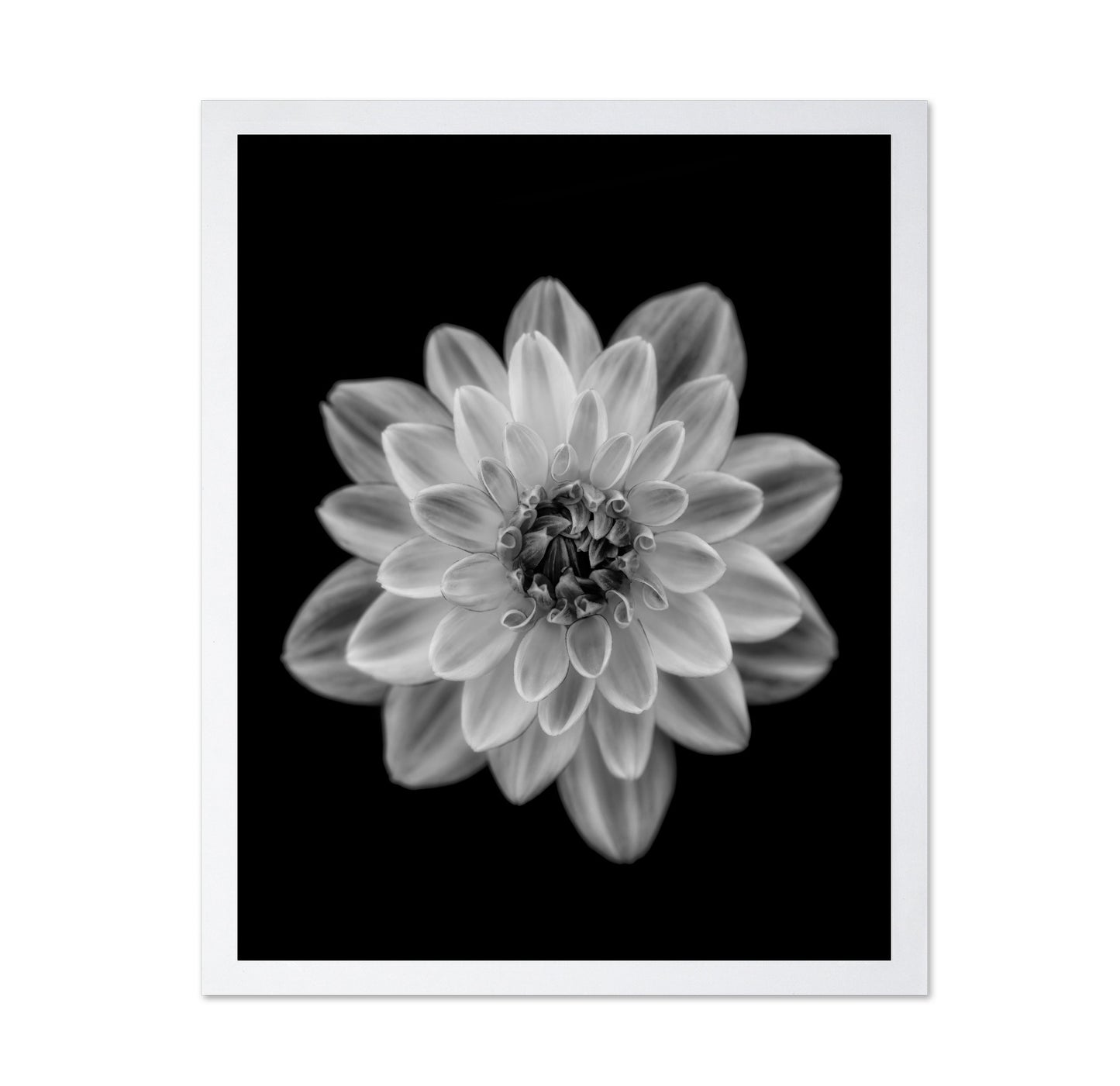 Dahlia No 1