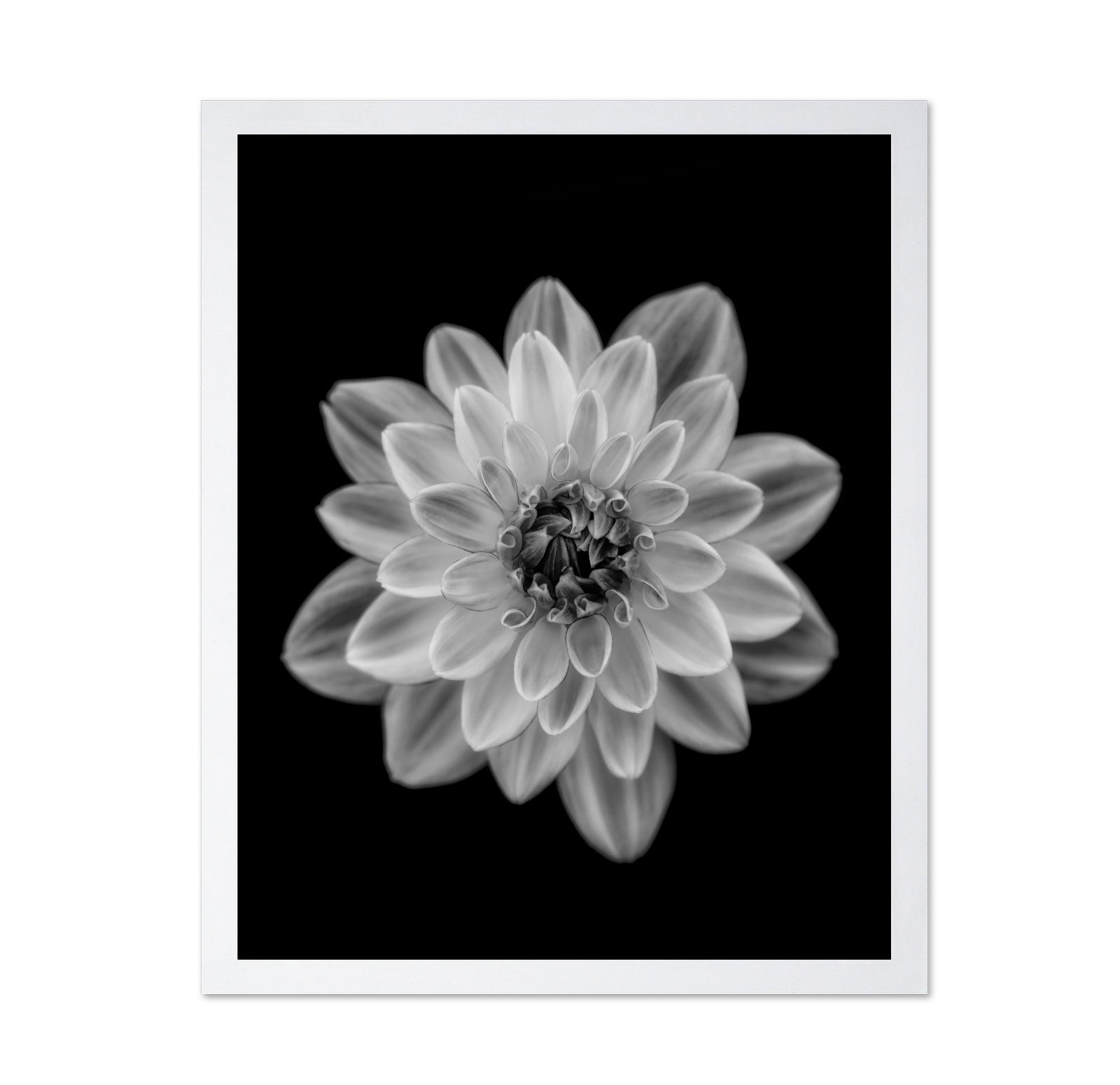Dahlia No 1