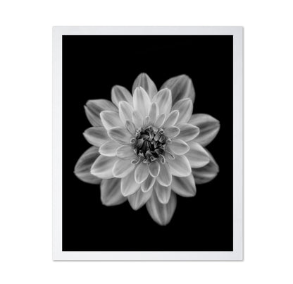 Dahlia No 1