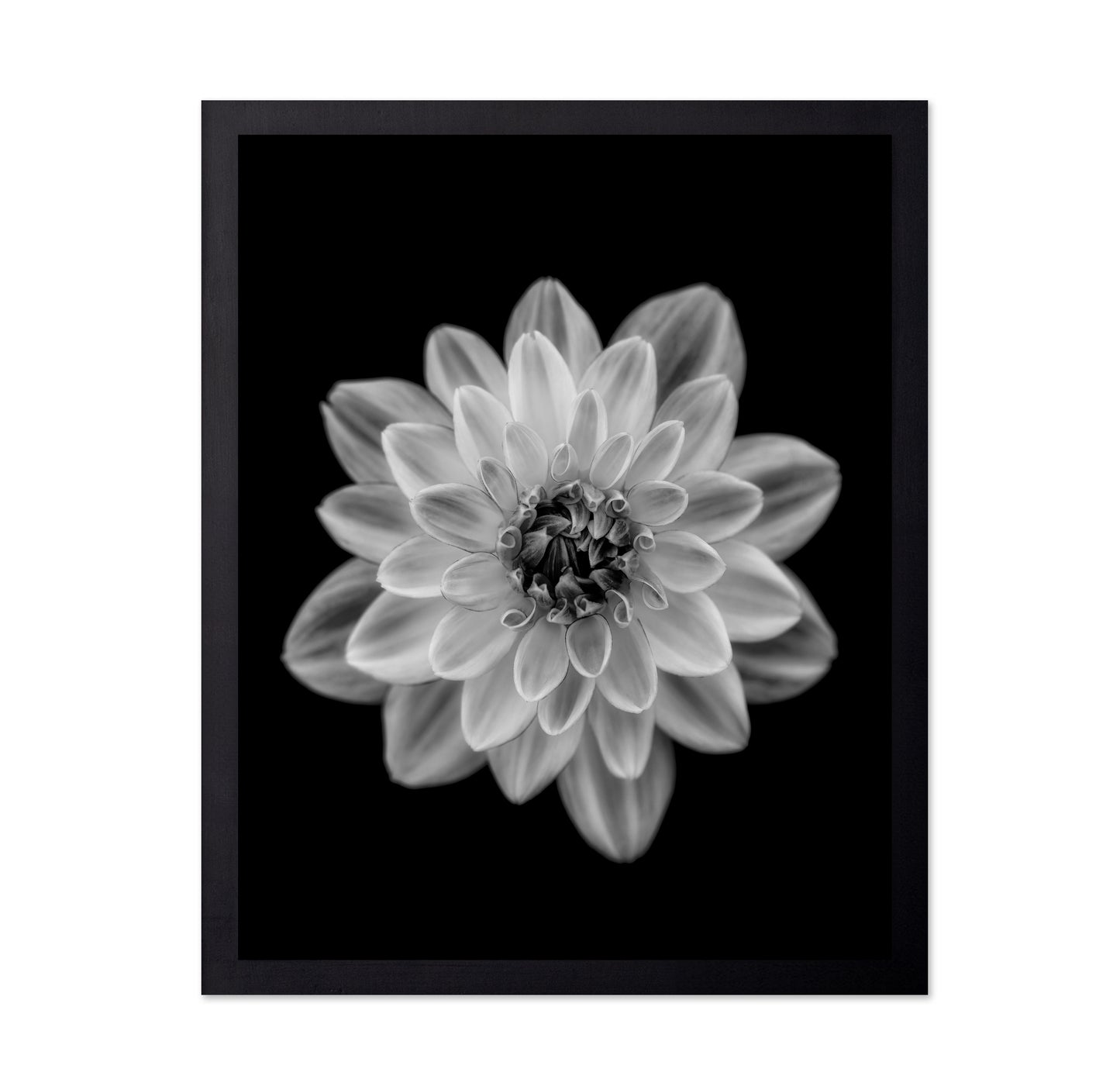 Dahlia No 1