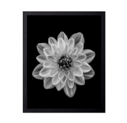 Dahlia No 1