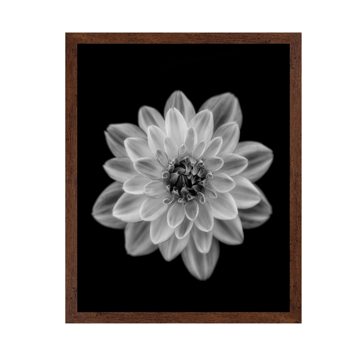 Dahlia No 1
