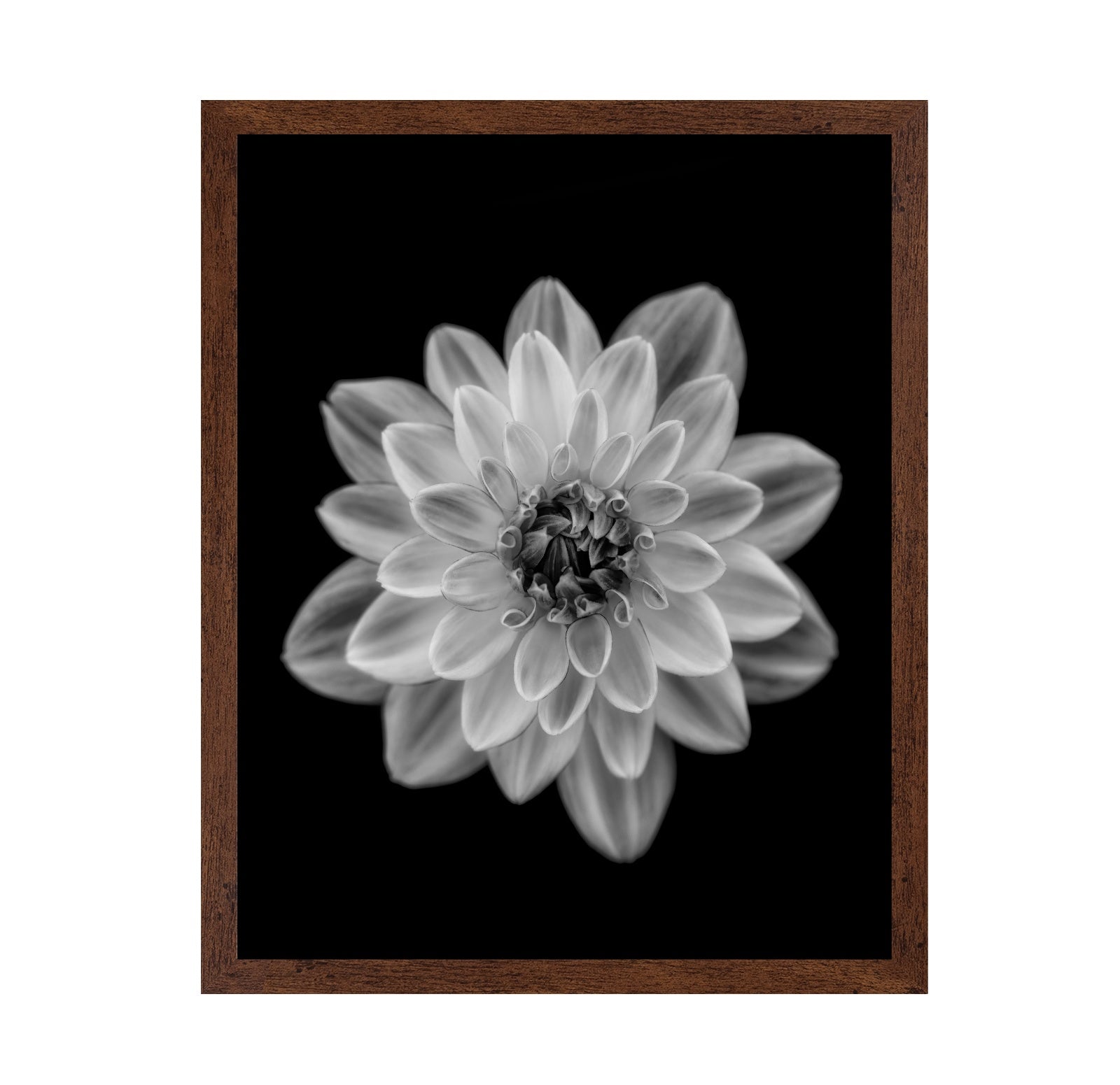 Dahlia No 1