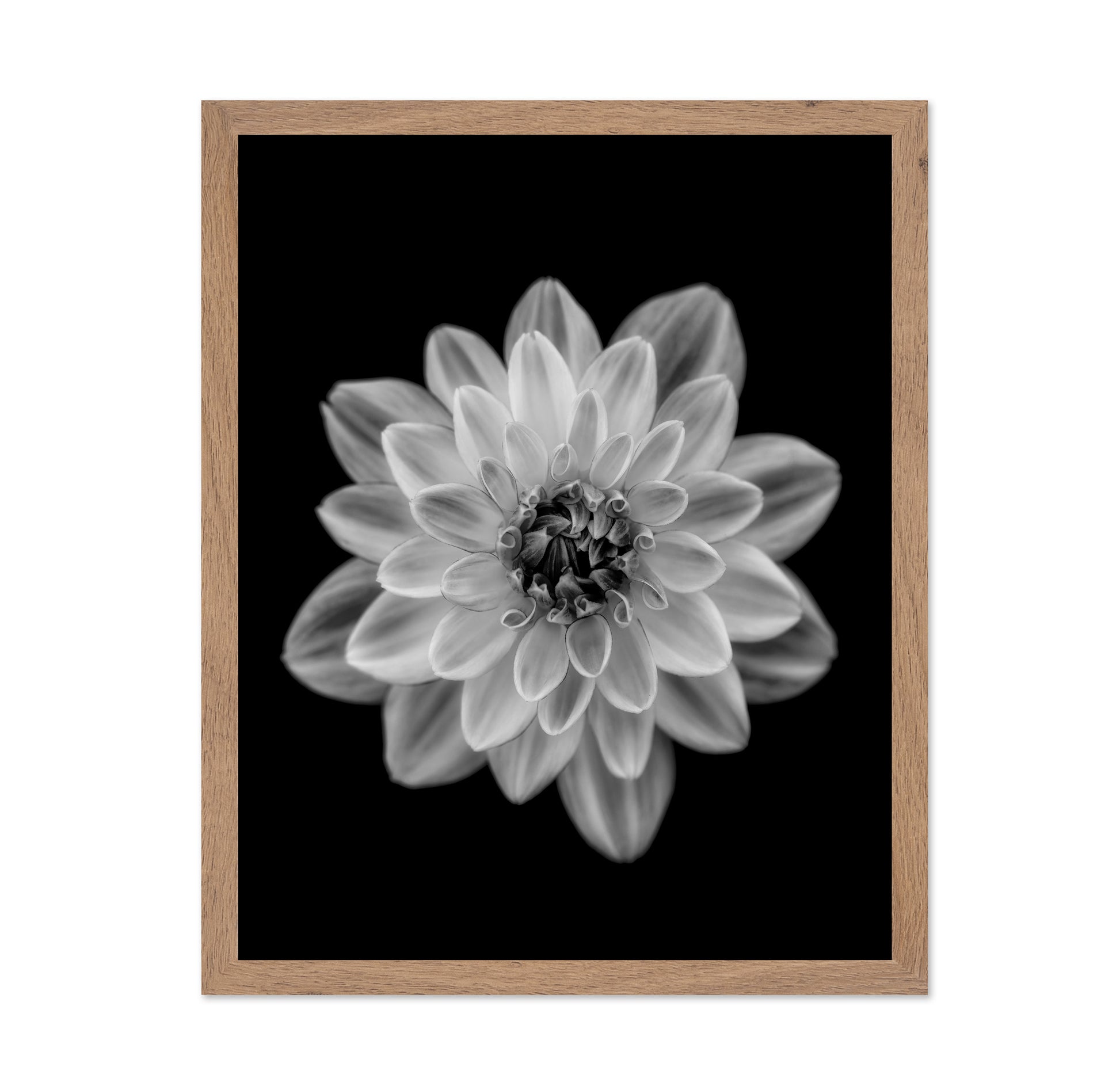 Dahlia No 1