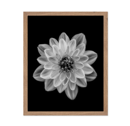 Dahlia No 1