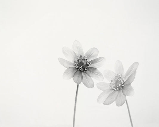 Two Small Flowers