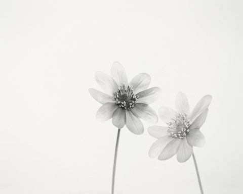 Two Small Flowers