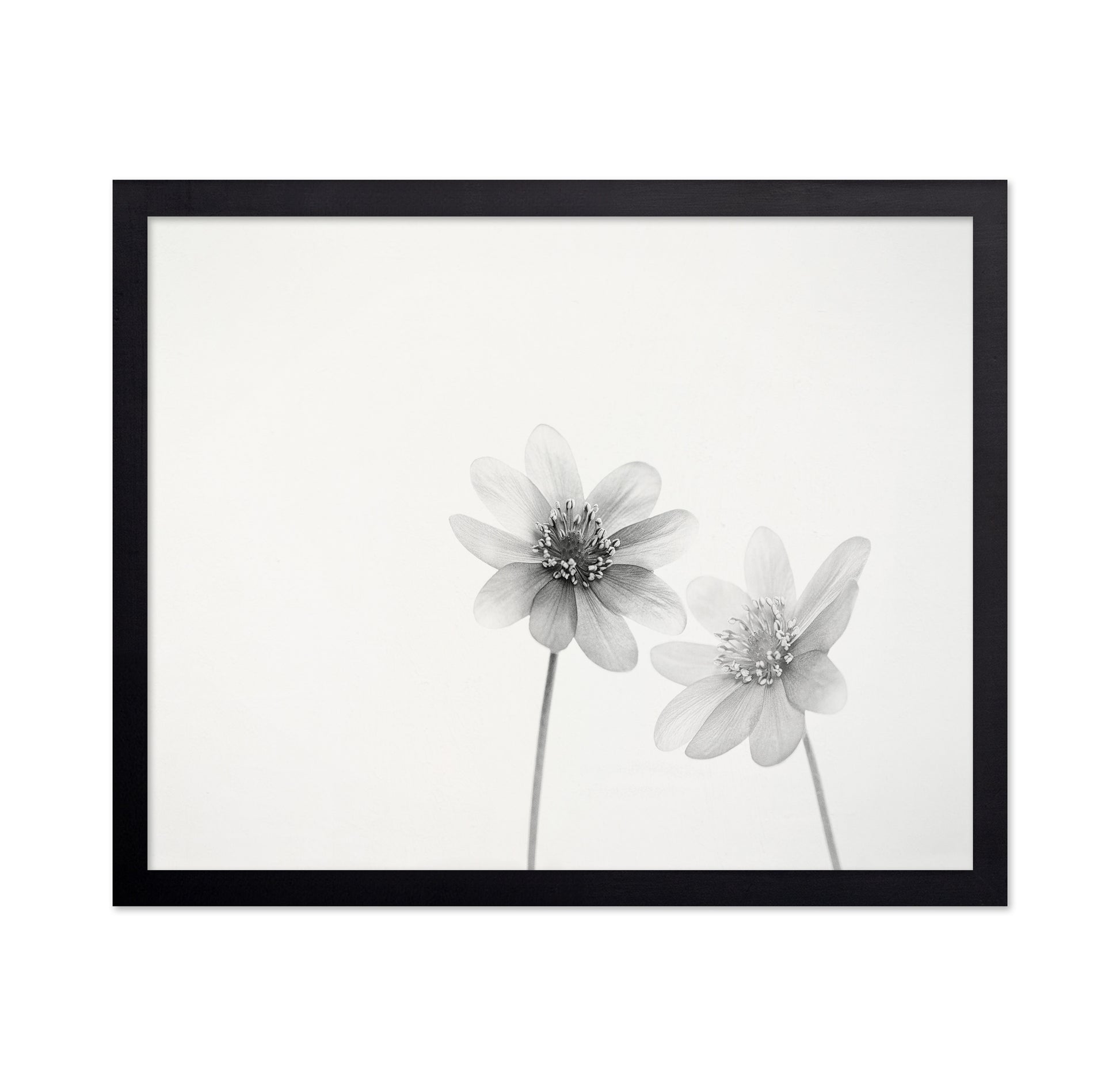Two Small Flowers