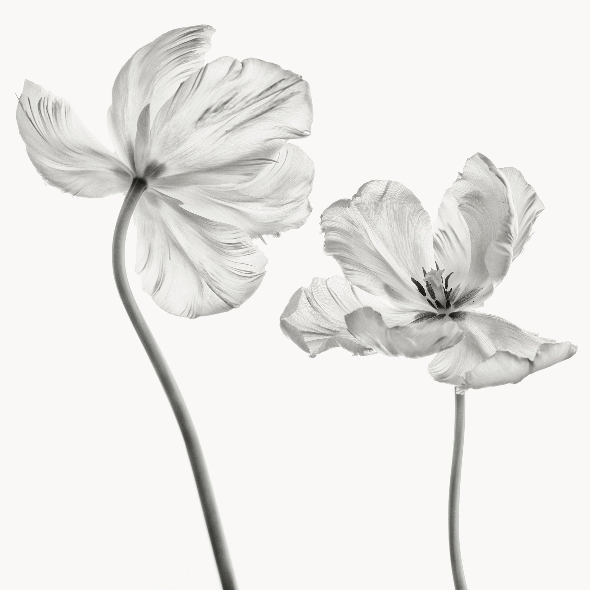 Same Tulip Front And Backview