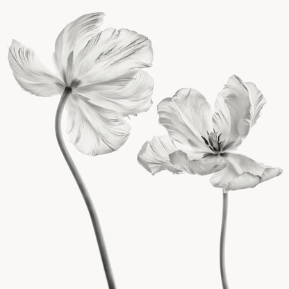 Same Tulip Front And Backview