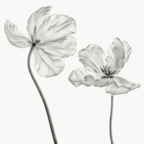 Same Tulip Front And Backview