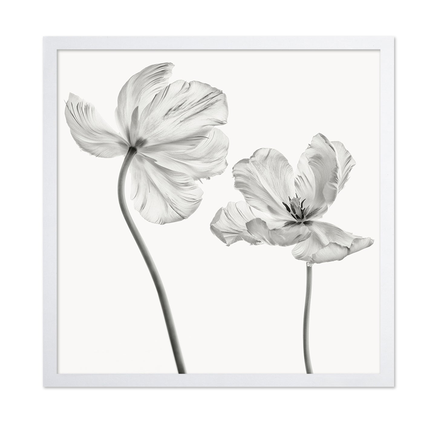 Same Tulip Front And Backview