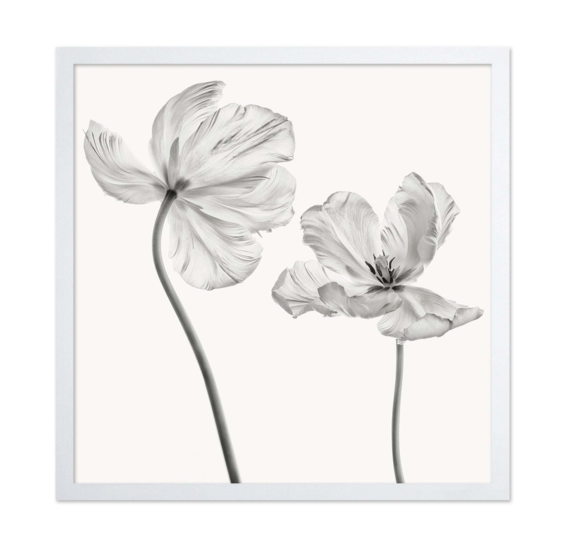 Same Tulip Front And Backview