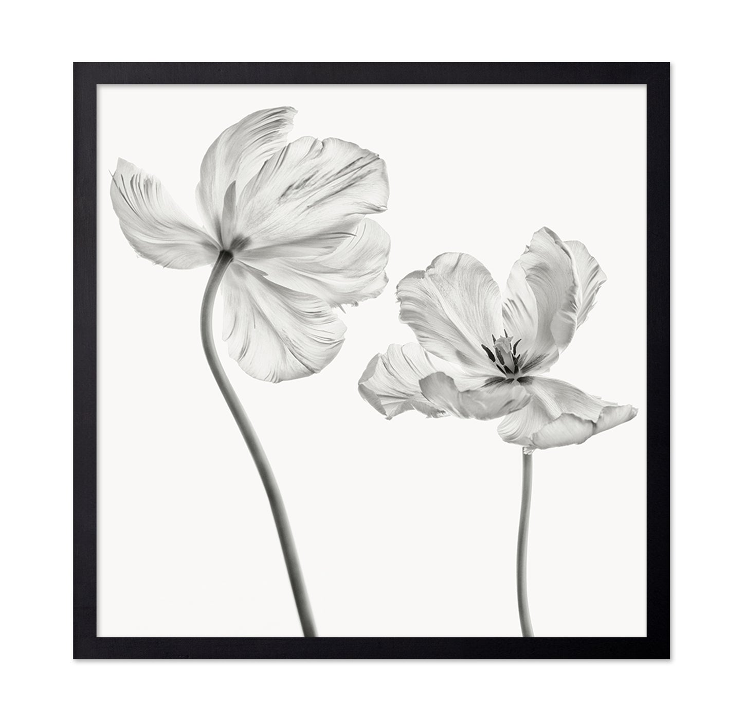 Same Tulip Front And Backview