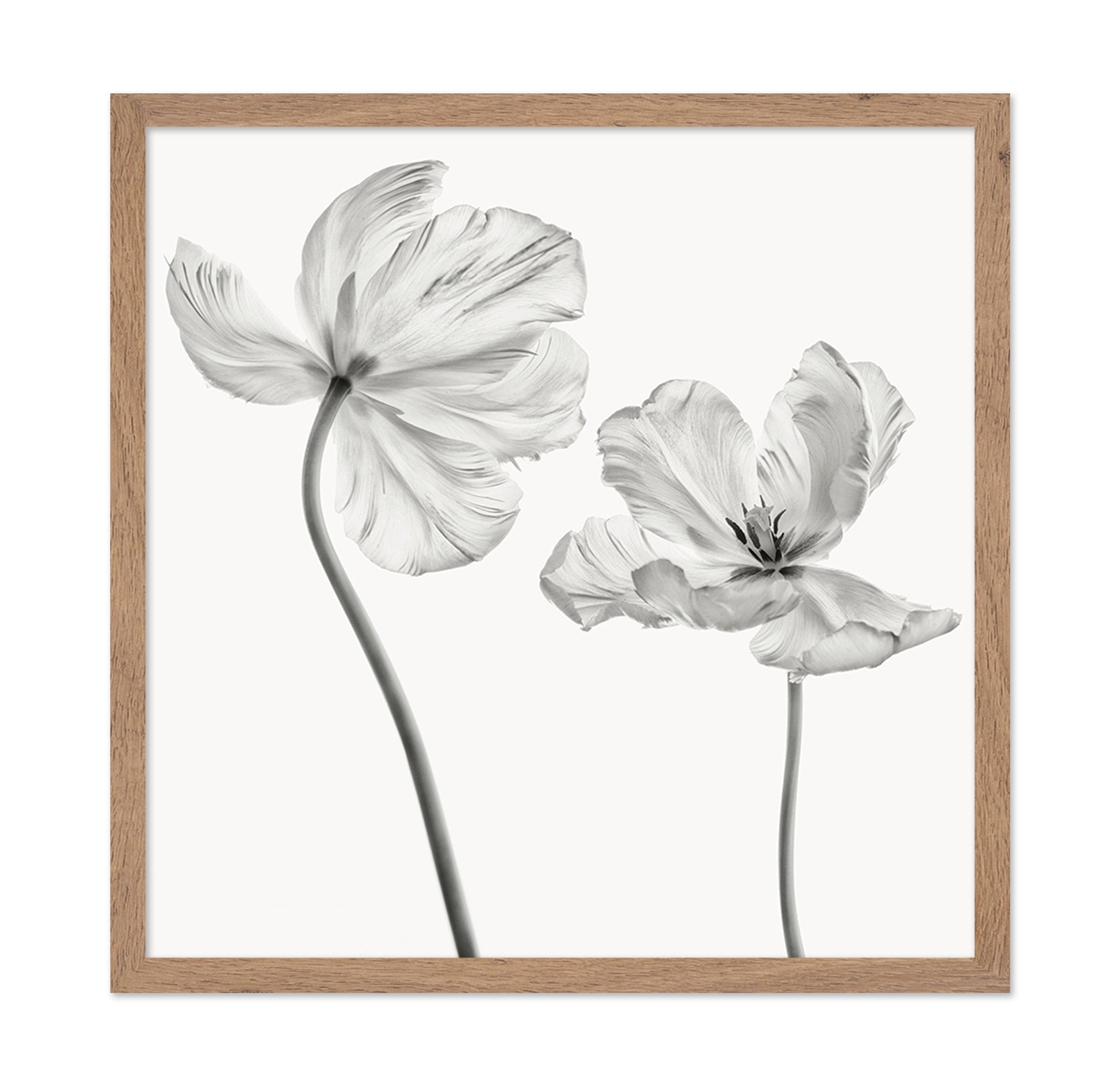Same Tulip Front And Backview