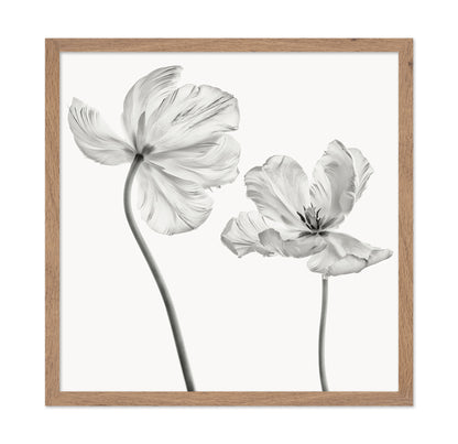 Same Tulip Front And Backview