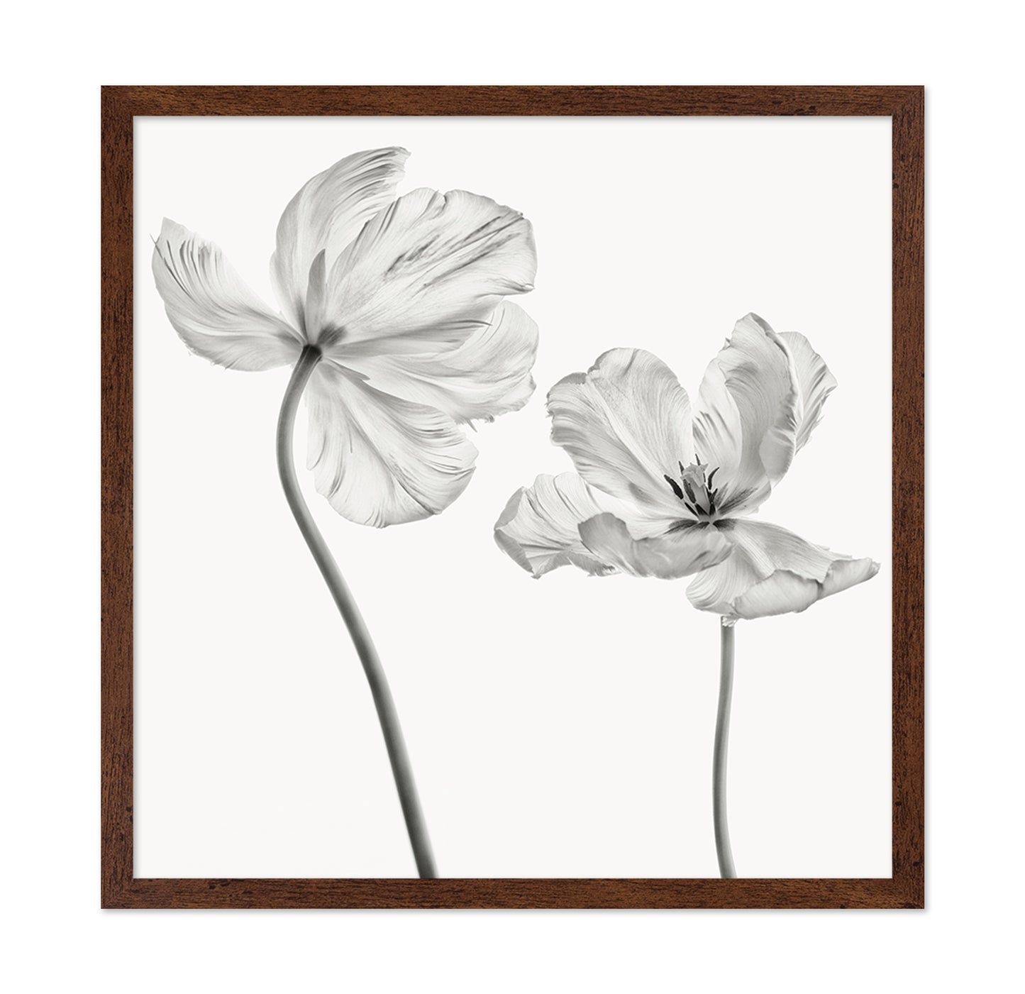 Same Tulip Front And Backview