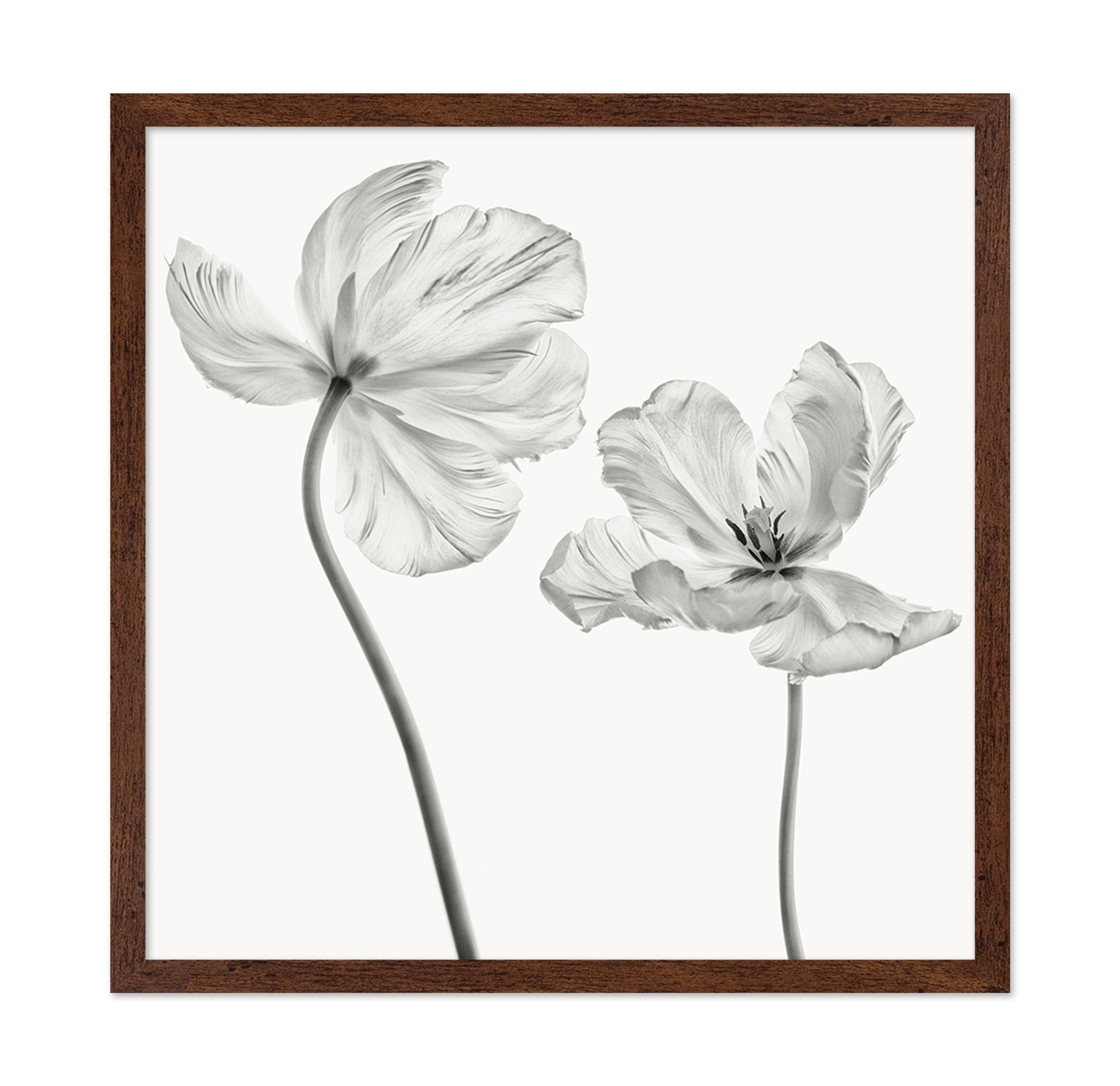 Same Tulip Front And Backview