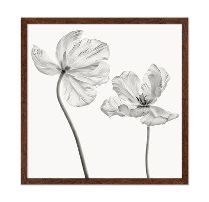 Same Tulip Front And Backview