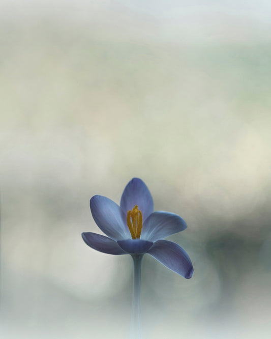 Crocus in the Window