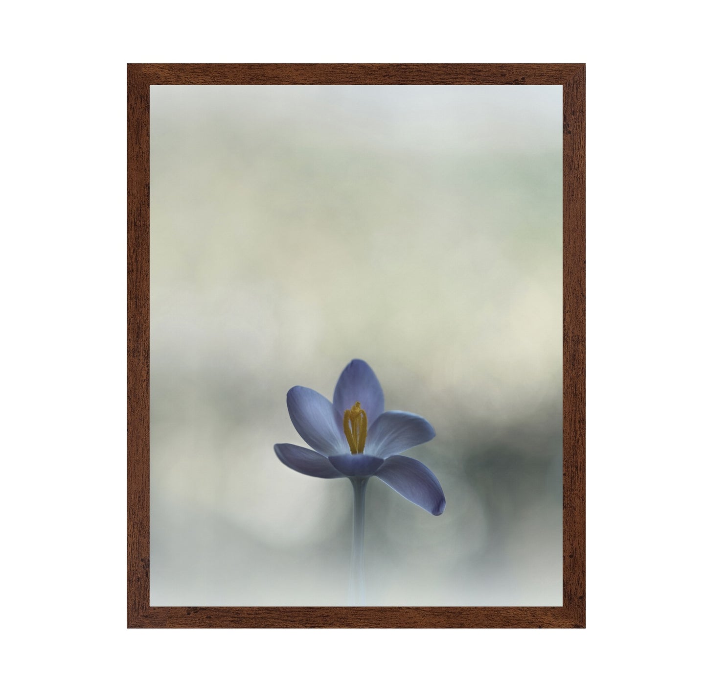 Crocus in the Window