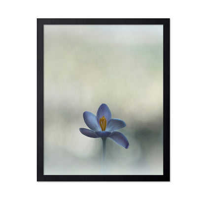 Crocus in the Window