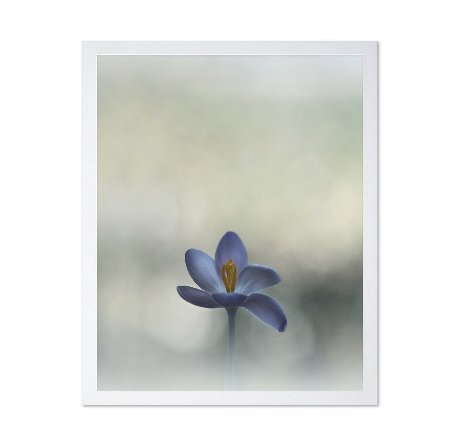 Crocus in the Window