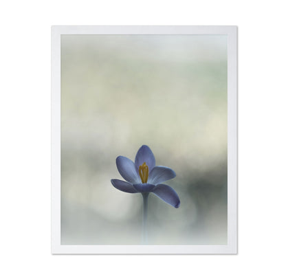 Crocus in the Window