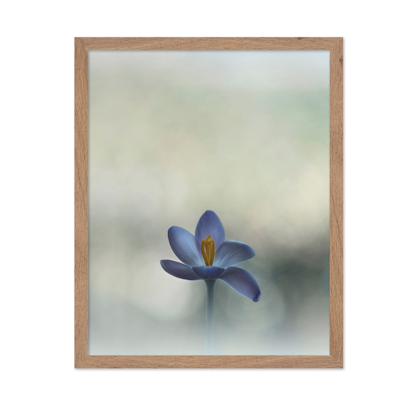 Crocus in the Window