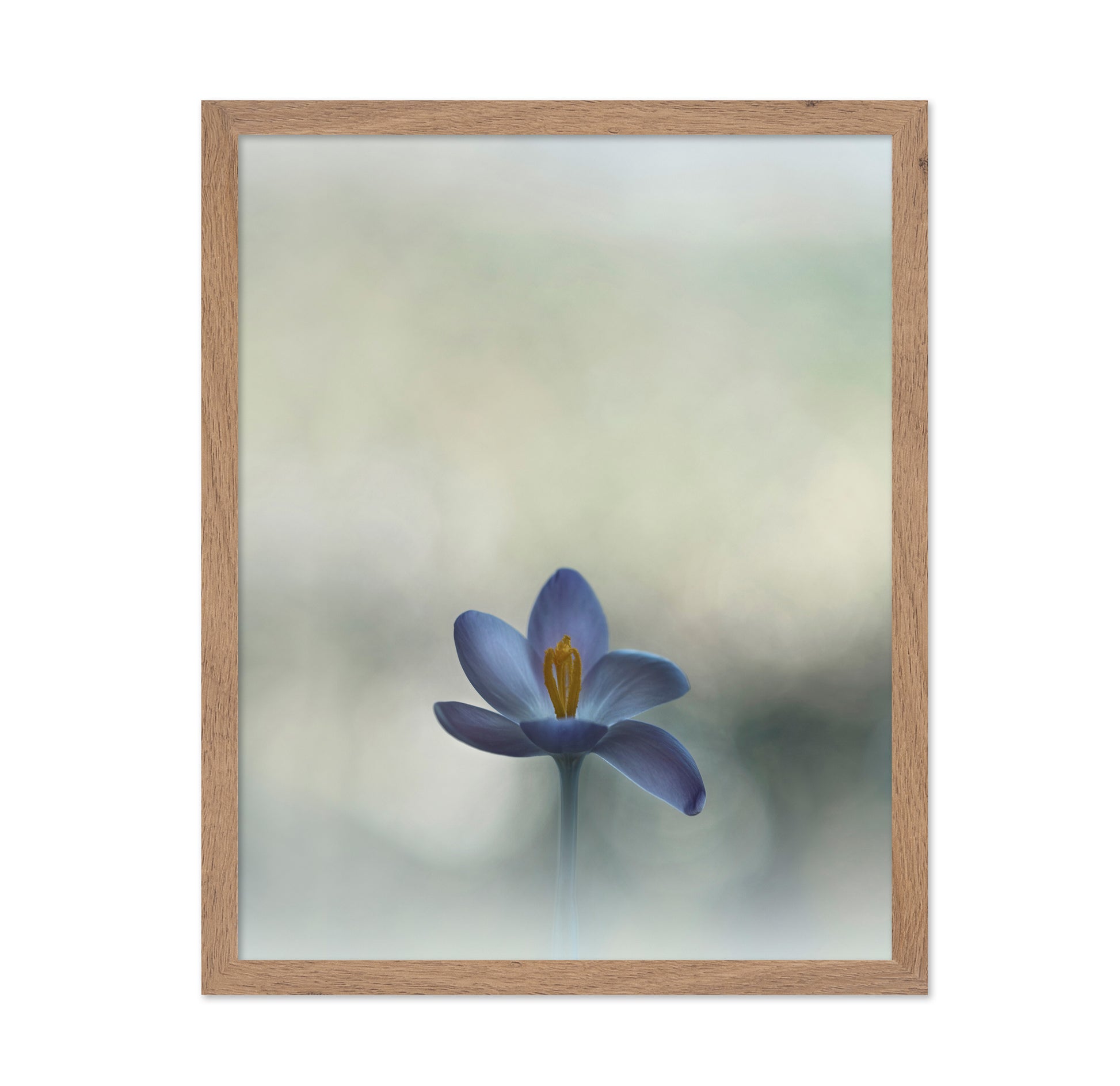 Crocus in the Window