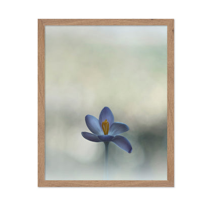 Crocus in the Window