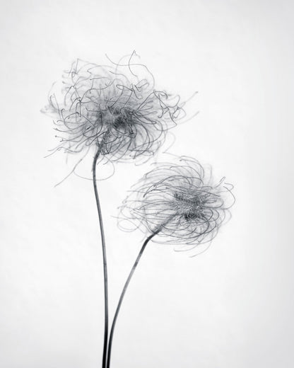 Seed Heads No 2
