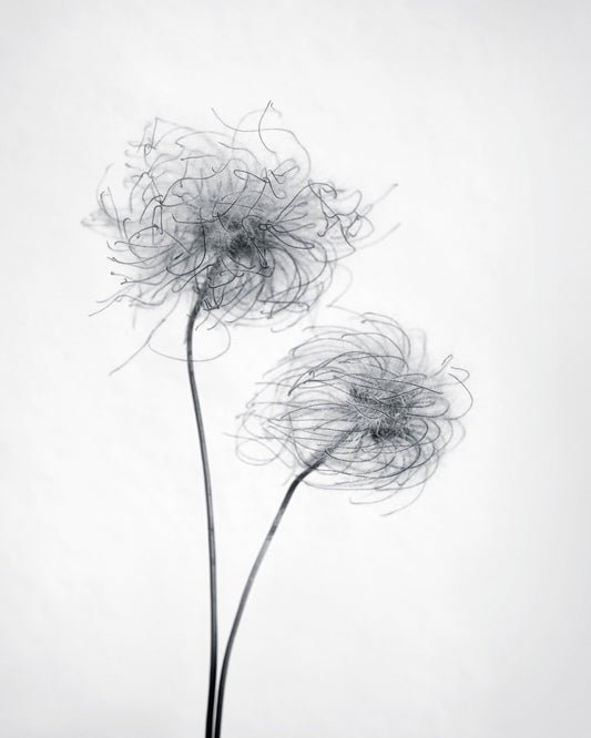 Seed Heads No 2