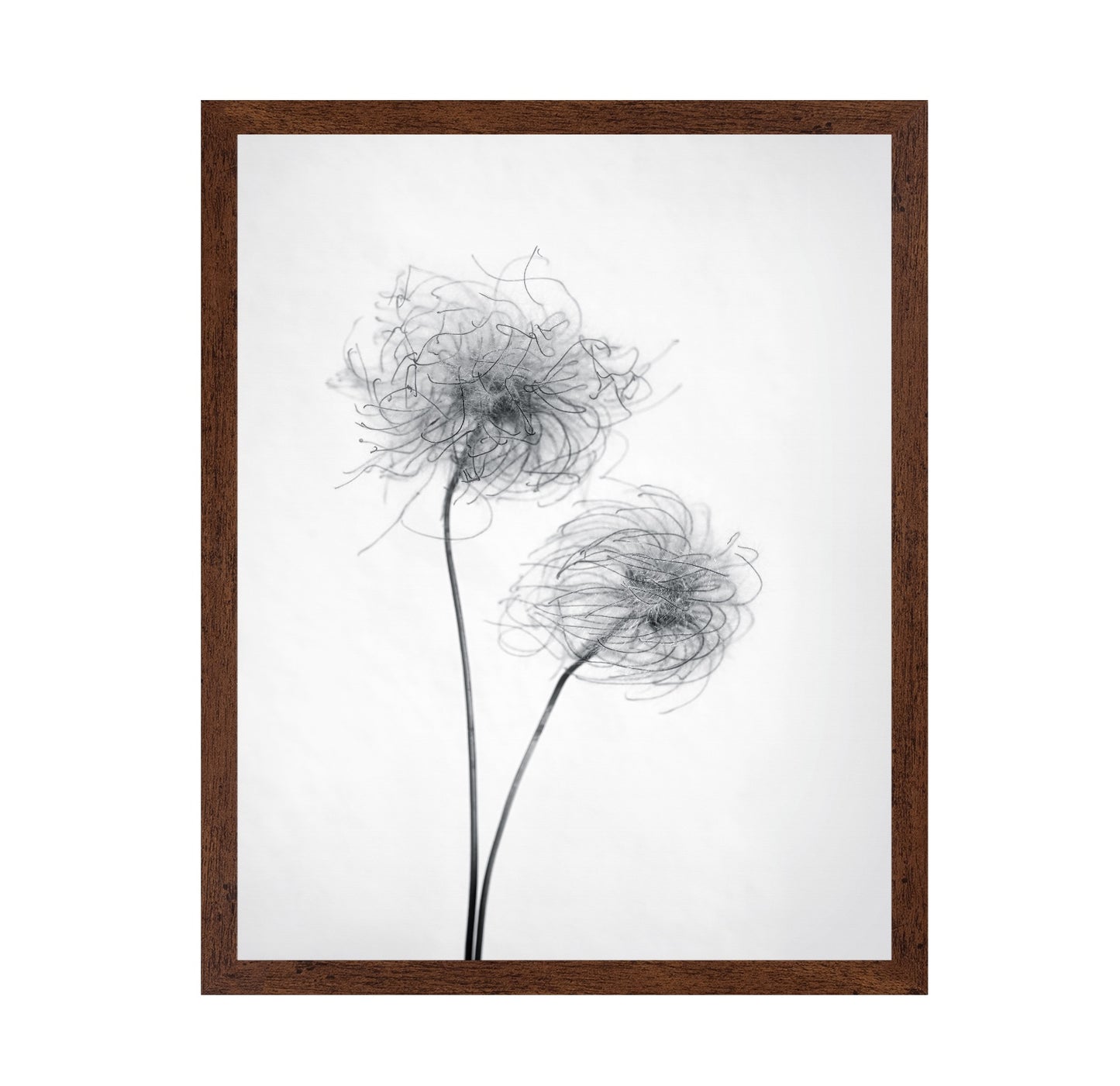 Seed Heads No 2