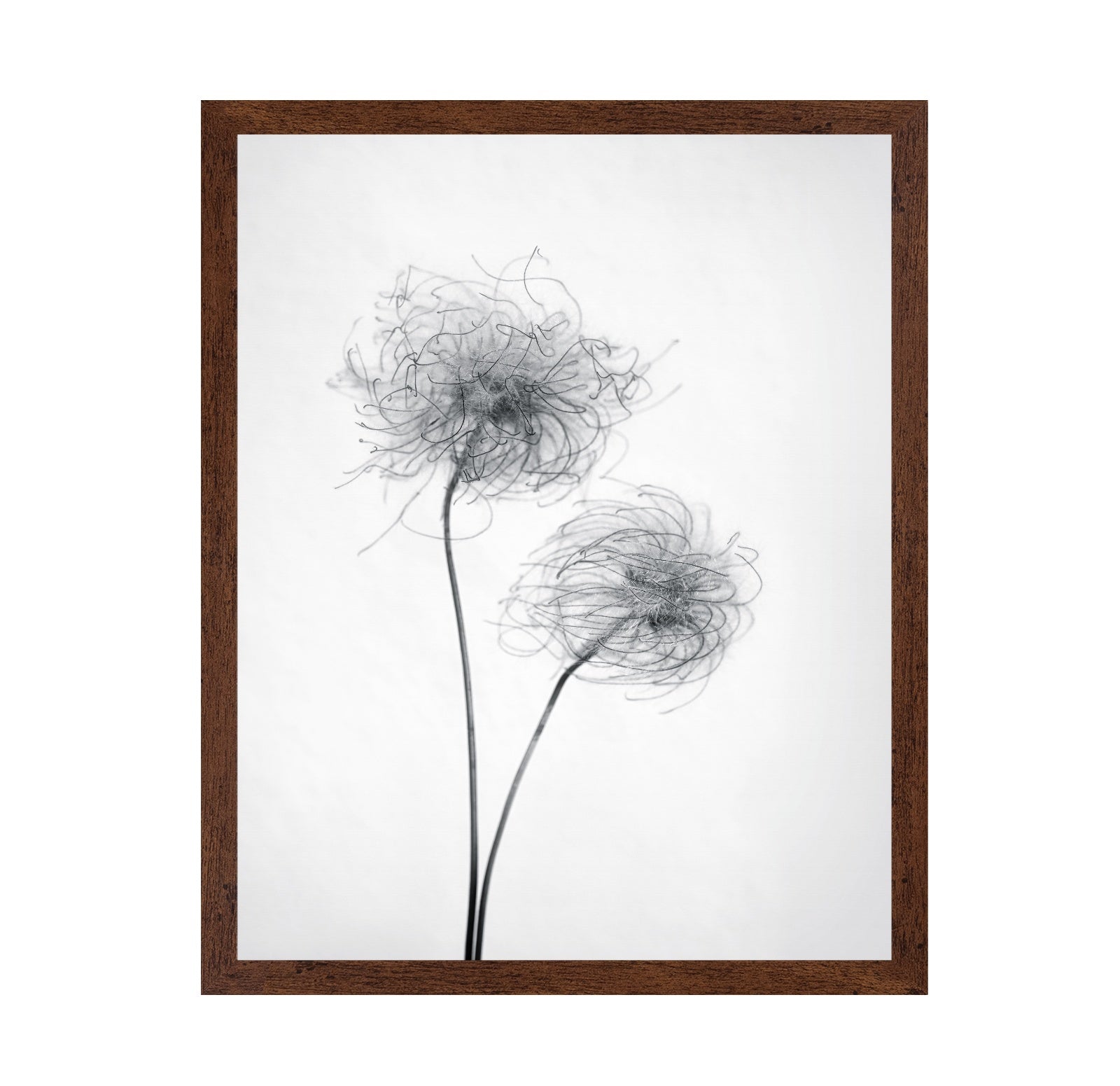 Seed Heads No 2