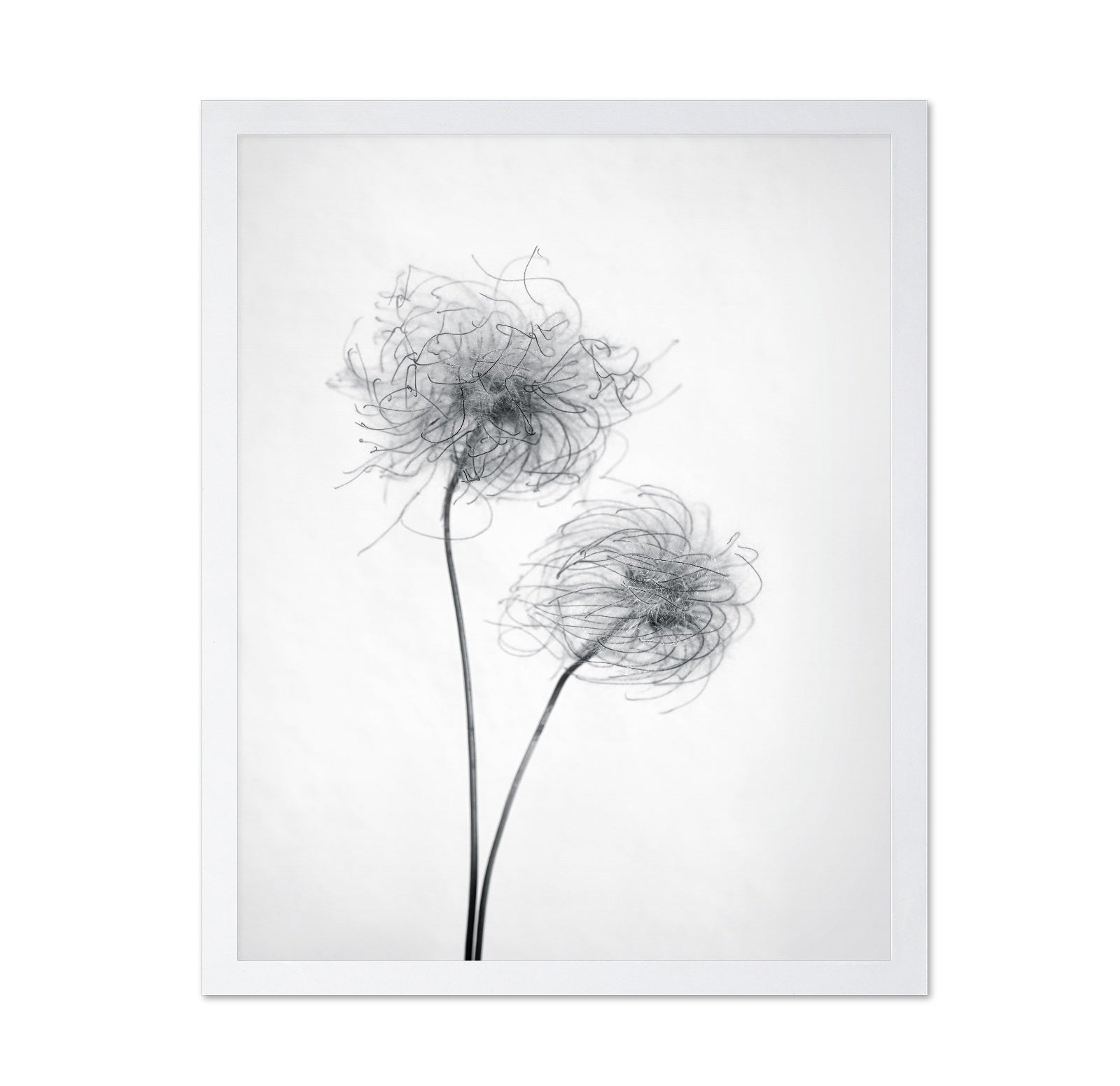 Seed Heads No 2