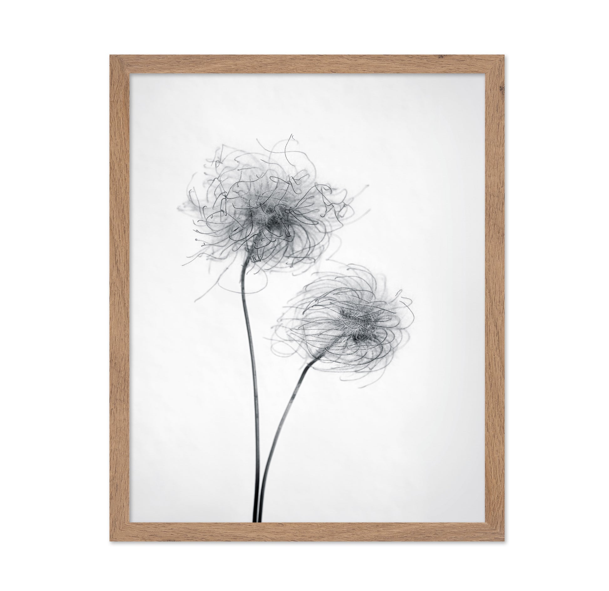 Seed Heads No 2