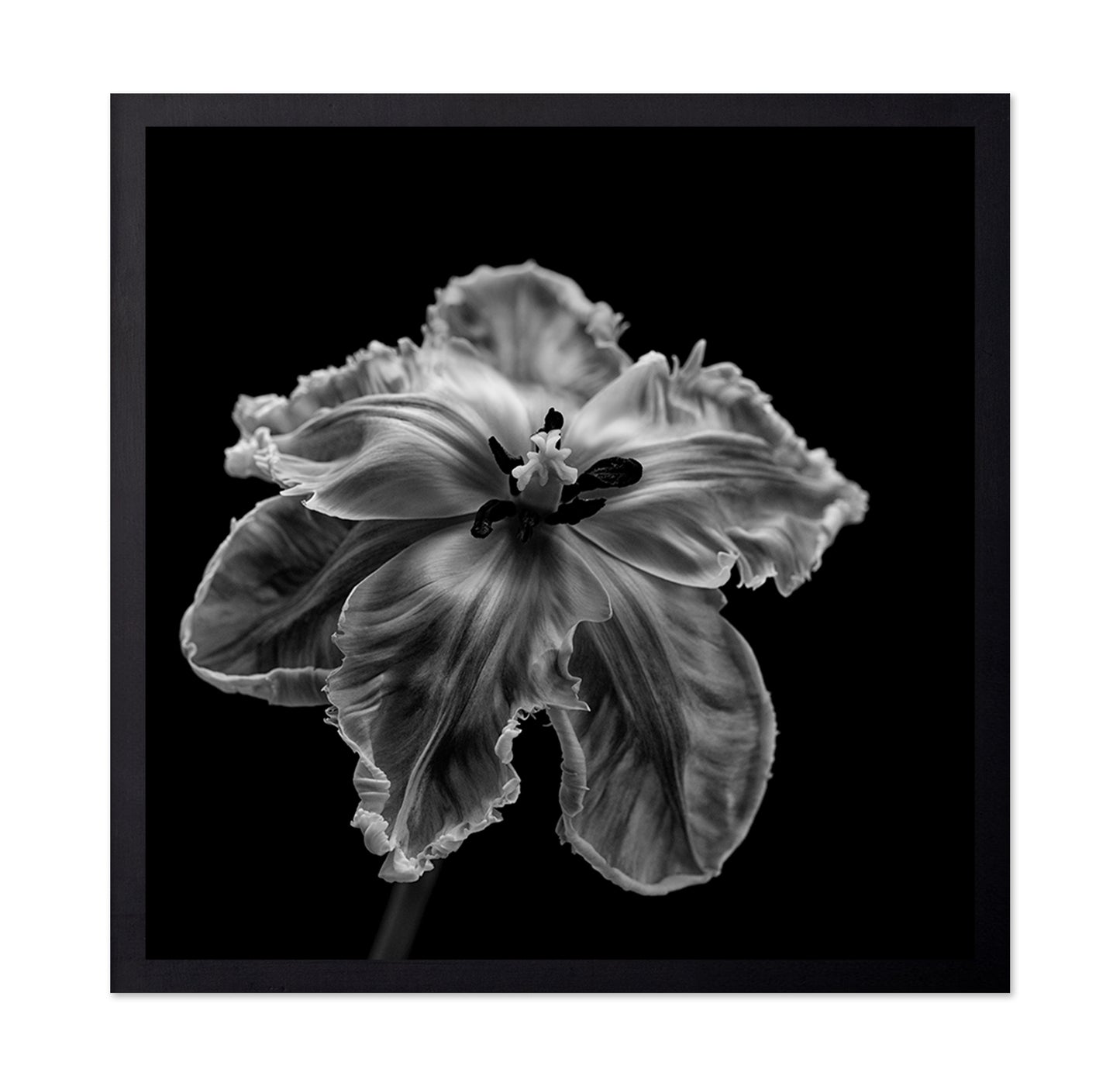 Parrot Tulip