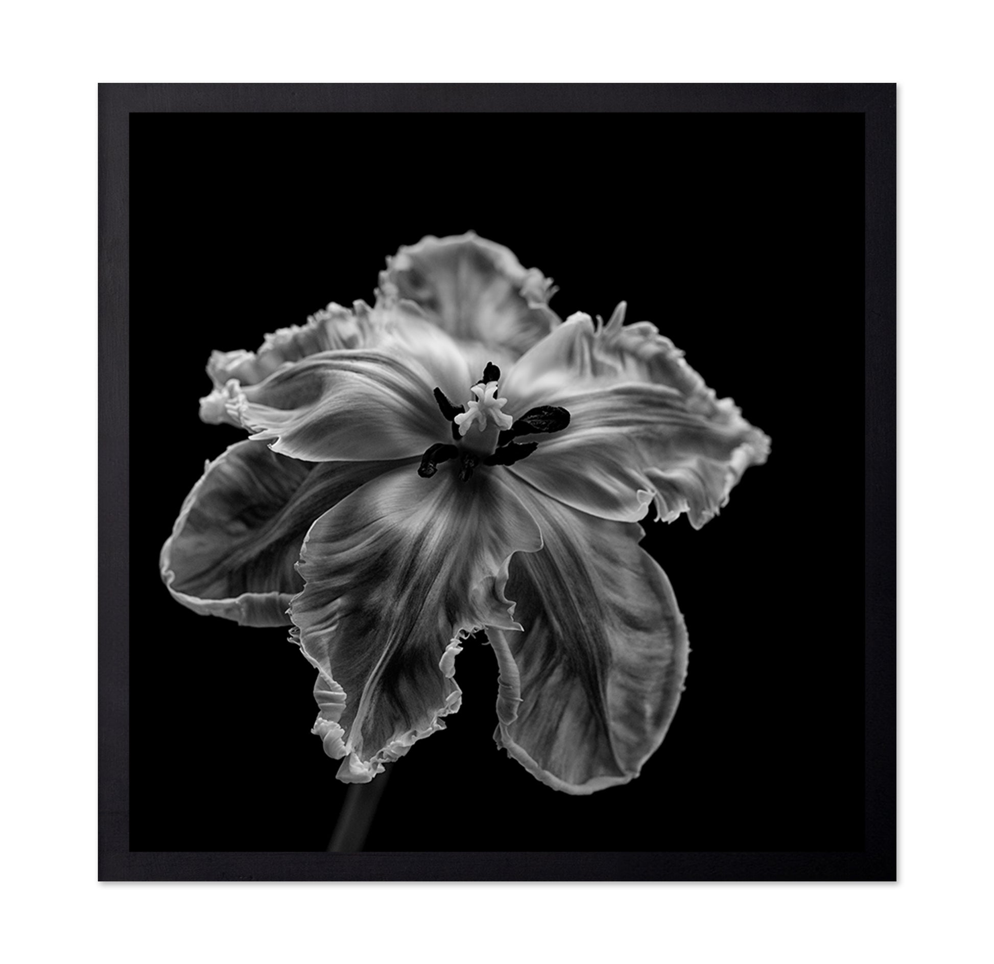Parrot Tulip