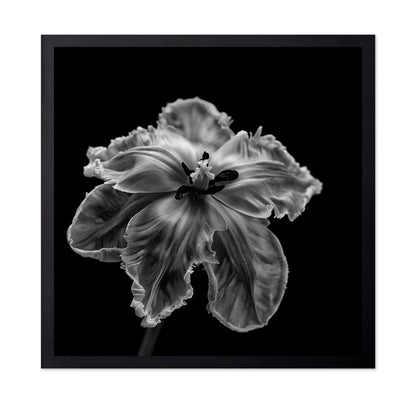 Parrot Tulip