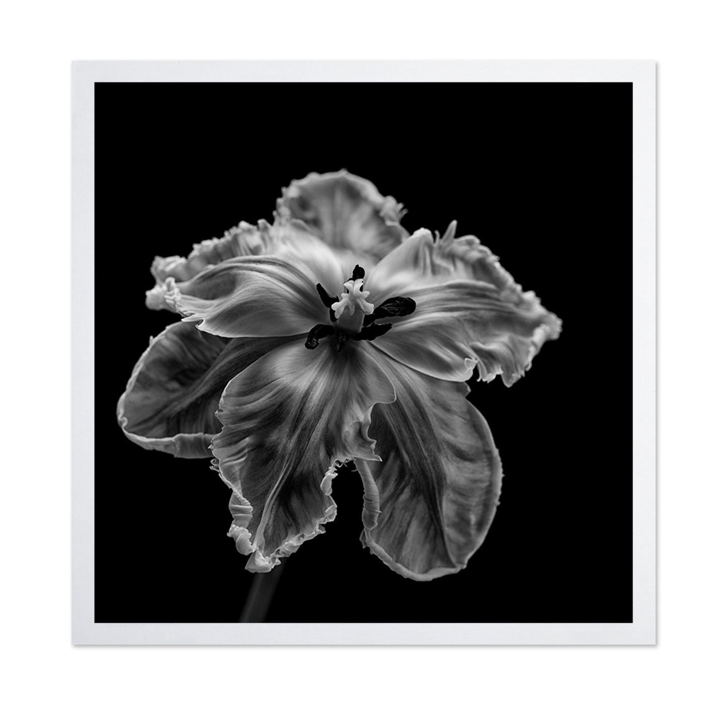 Parrot Tulip