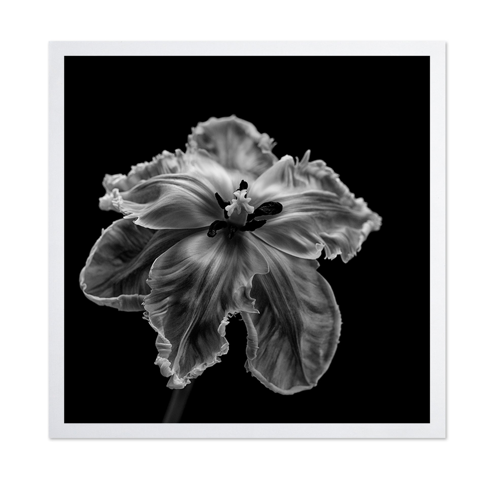 Parrot Tulip