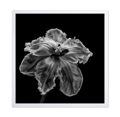Parrot Tulip