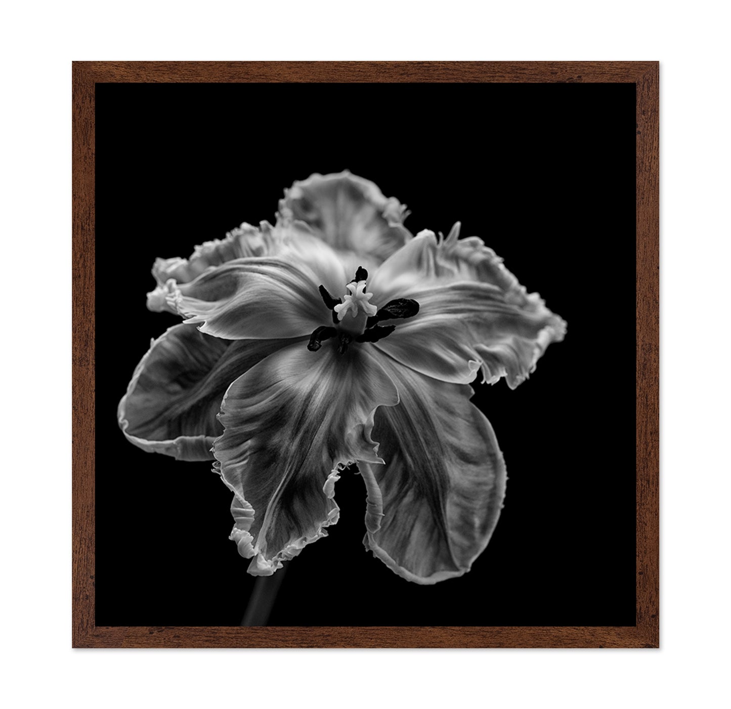 Parrot Tulip