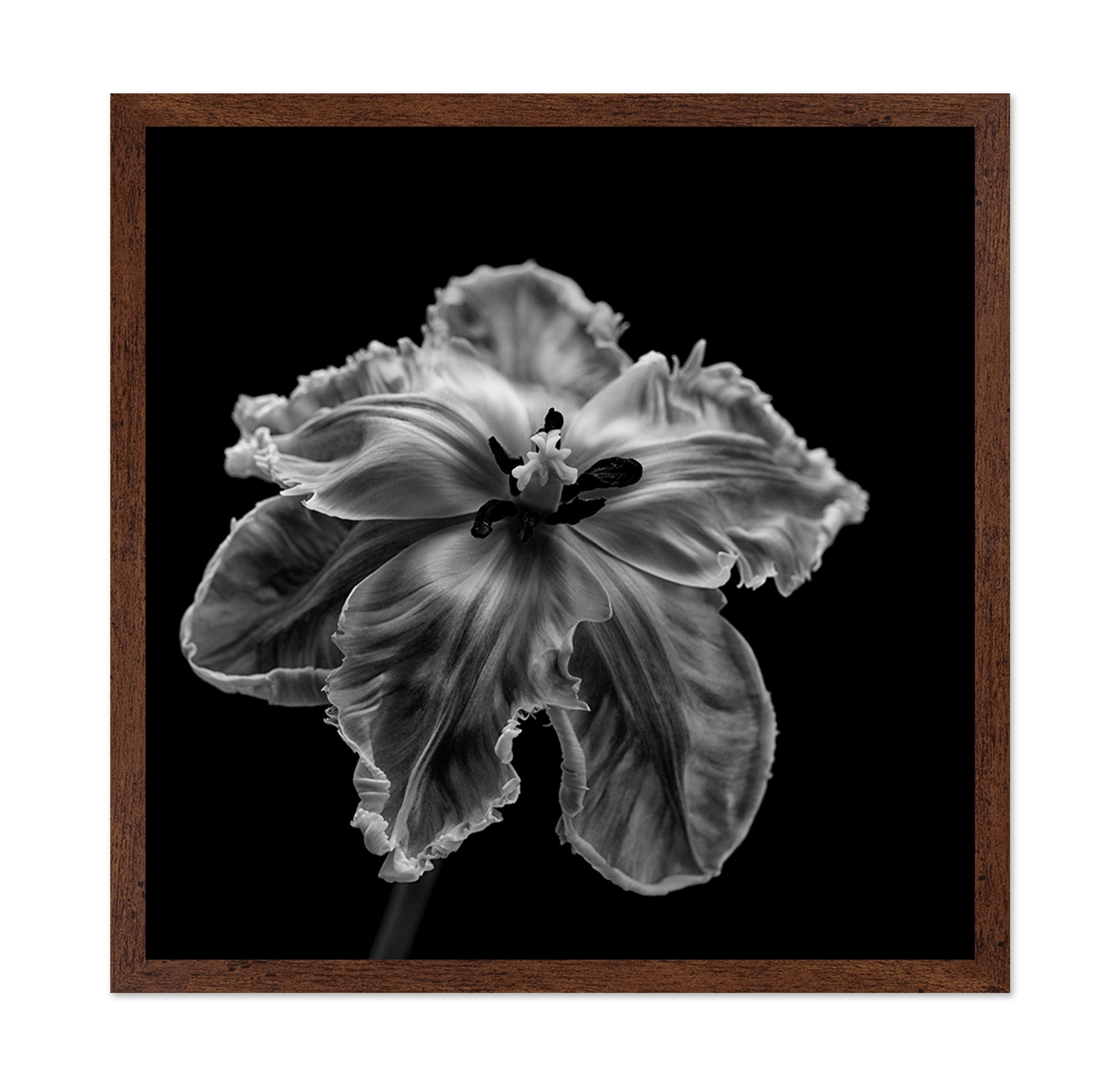 Parrot Tulip
