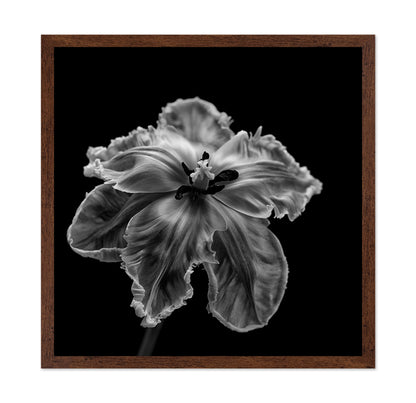 Parrot Tulip