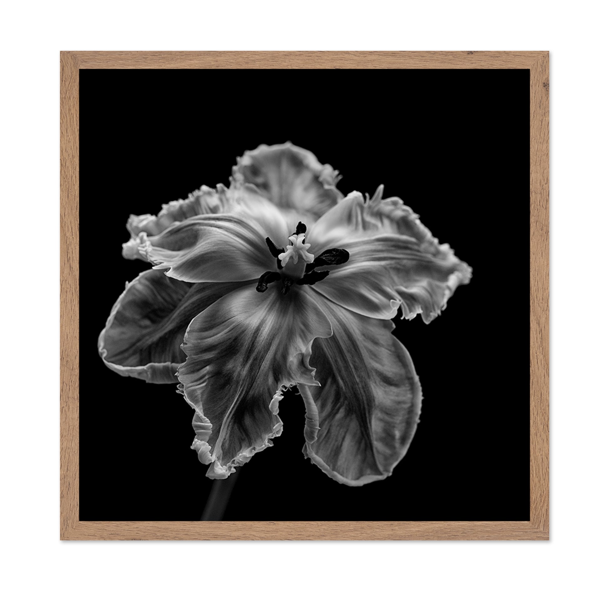 Parrot Tulip