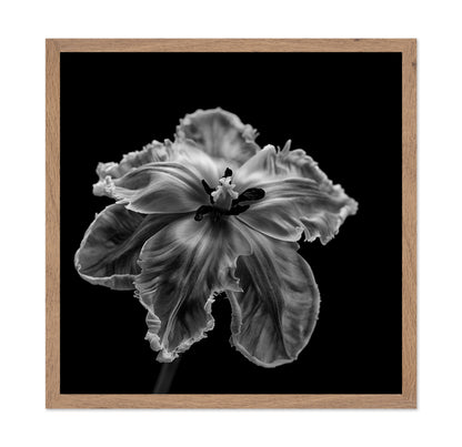 Parrot Tulip